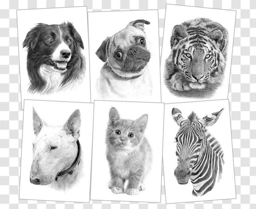 American Pit Bull Terrier Whiskers Sketch - Dog Like Mammal - Pencil Transparent PNG