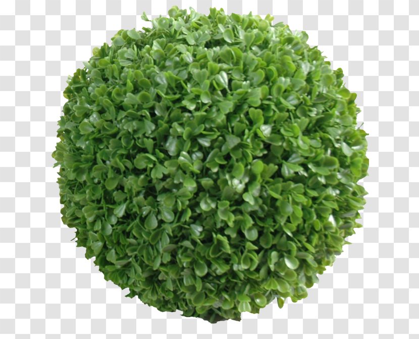 Leaf Vegetable Food Health Cauliflower - Shrub Transparent PNG