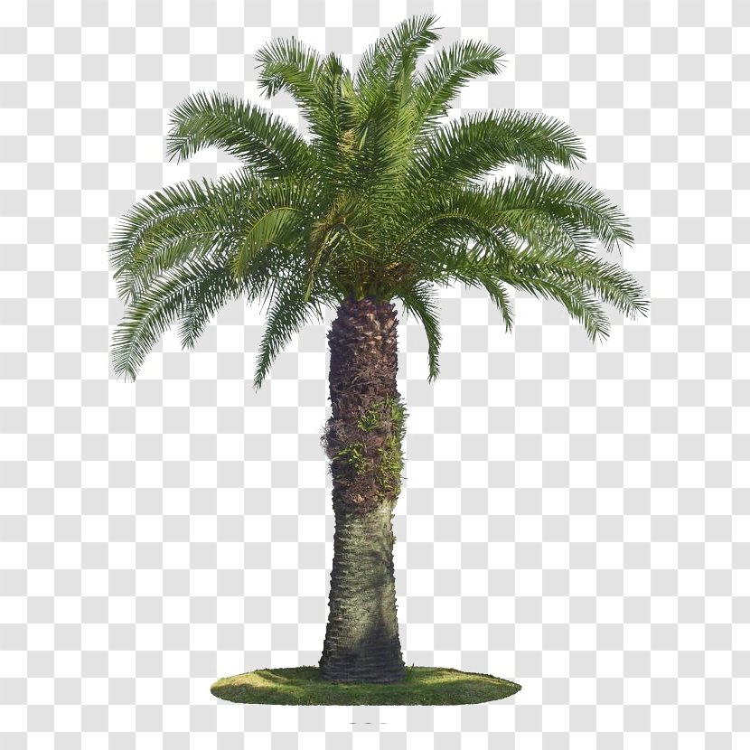 Tree Arecaceae Coconut - Evergreen - Palm Transparent PNG