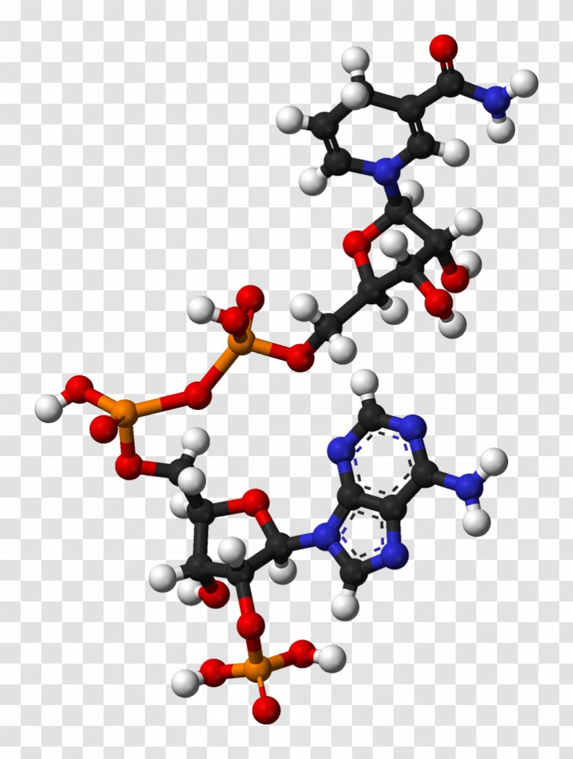 Nicotinamide Adenine Dinucleotide Phosphate Coenzyme Redox - Flavin - Molecule Transparent PNG