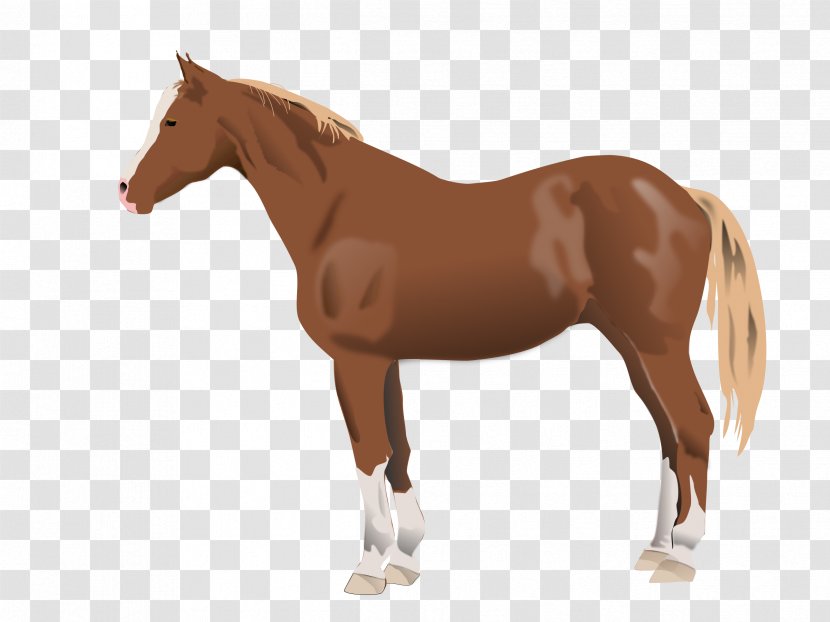 Thoroughbred American Quarter Horse Appaloosa Morgan Stallion - Mane Transparent PNG