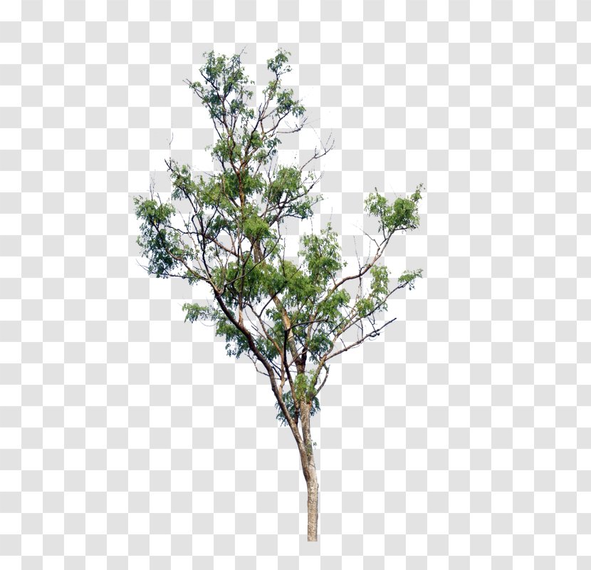 Tree Cercis Siliquastrum Shrub Clip Art - Photo Manipulation - Jungle Vine Transparent PNG