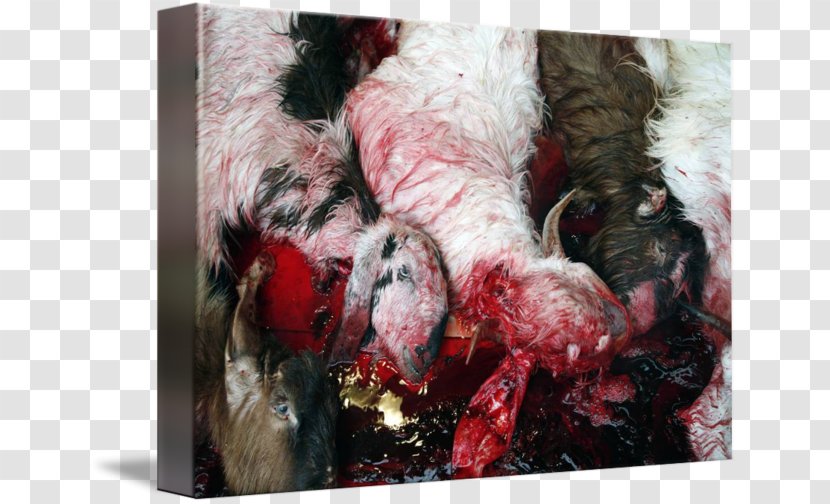 Sheep Animal Sacrifice - Eid-al-fitr Transparent PNG