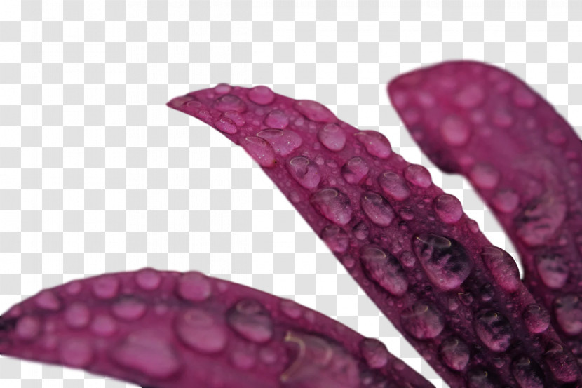 Lilac M Magenta Petal Close-up Magenta Telekom Transparent PNG