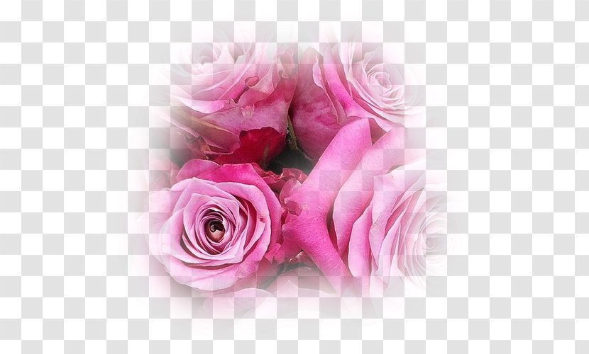 Garden Roses Cabbage Rose Cut Flowers Floral Design - Magenta - Flower Transparent PNG