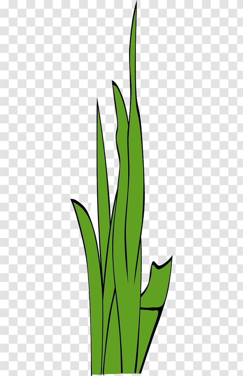 Clip Art - Plant Stem - OT Transparent PNG