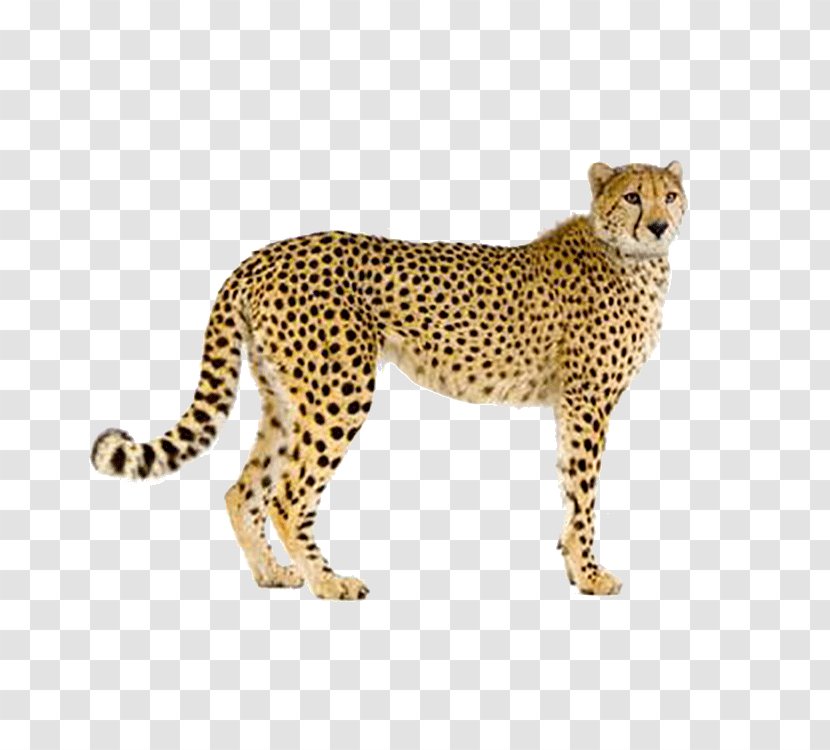 Cheetah Leopard Felidae Stock Photography - Royalty Free Transparent PNG