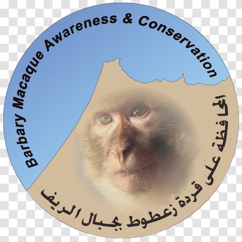 Barbary Macaque Monkey Tétouan Conservation Coast - Snout Transparent PNG