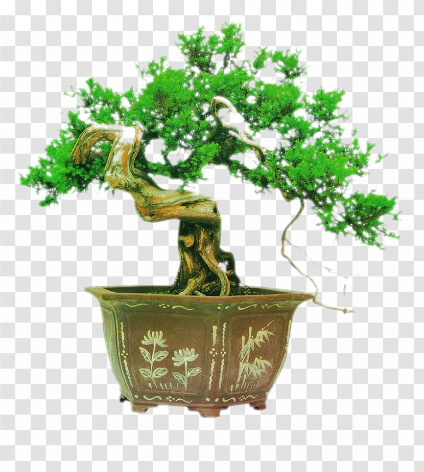 Bonsai Tree Chinese Garden Podocarpus Macrophyllus - Maple - Potted Transparent PNG