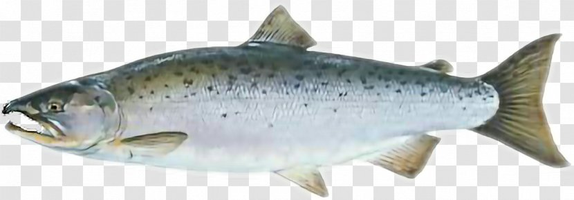 Coho Salmon Chinook Rainbow Trout Sockeye - Oily Fish Transparent PNG
