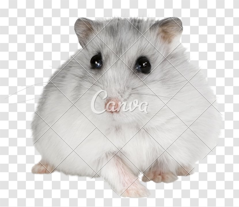 Golden Hamster Rodent Pet Muroidea - Stock Photography Transparent PNG