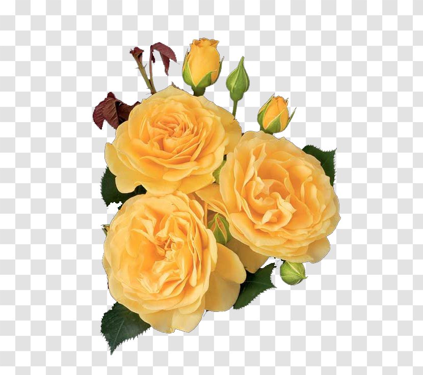 Garden Roses Floribunda Cabbage Rose Julia Child Shrub - Bare Root - Flower Transparent PNG