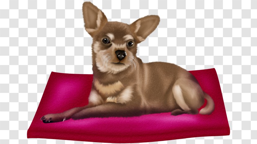 Chihuahua Puppy Companion Dog Cuteness Breed - Carnivore - Transparent Background Transparent PNG