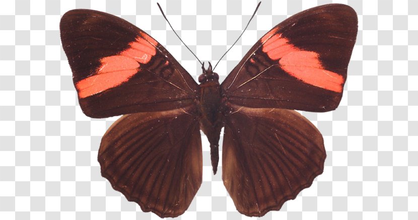 Butterfly Sephisa Princeps Doosan Encyclopedia Gossamer-winged Butterflies - Arthropod Transparent PNG