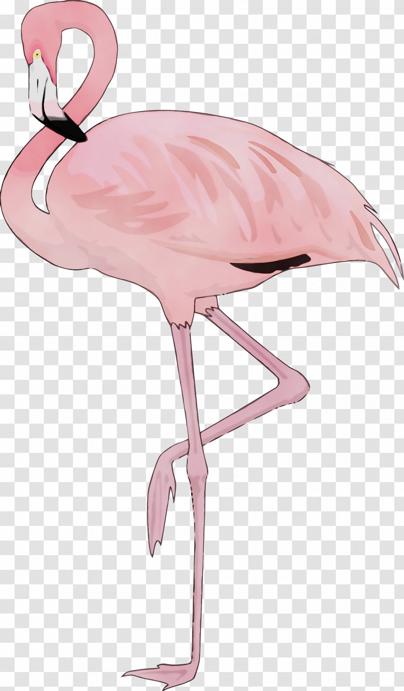 Flamingo - Stork Beak Transparent PNG