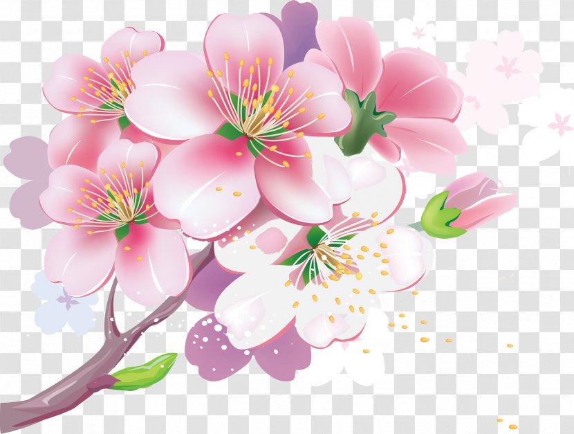 Cherry Blossom Royalty-free Clip Art - Drawing - BLOSSOM Transparent PNG