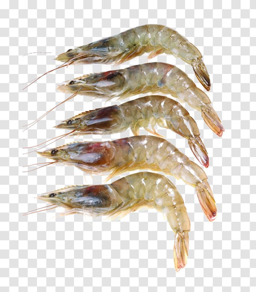 Caridea Giant Freshwater Prawn Shrimp Seafood - Food - Fresh Transparent PNG