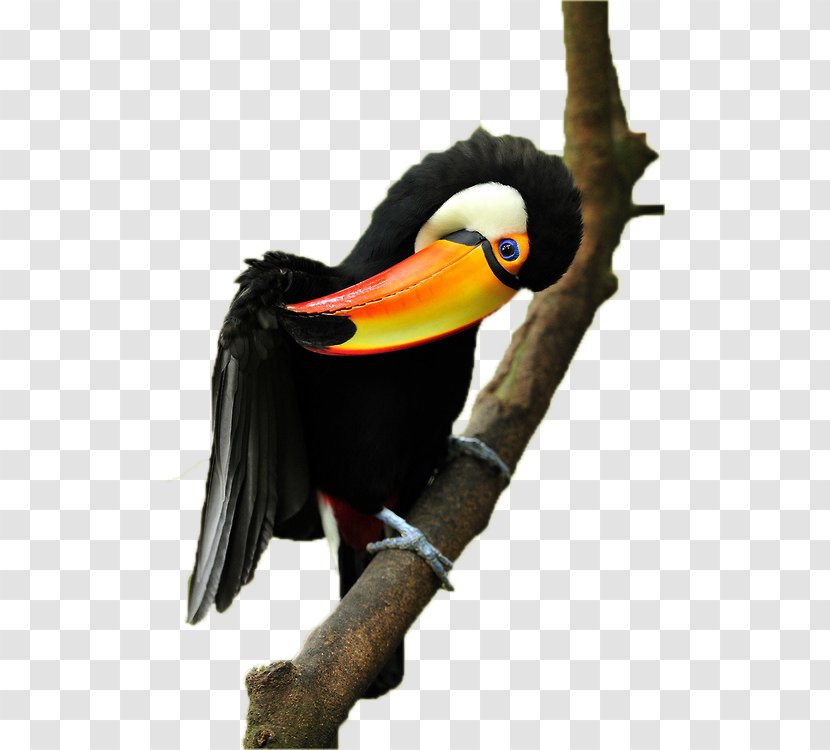 Bird Toco Toucan Parrot Beak Keel-billed - Keelbilled - Food Web For The Amazon Rainforest Transparent PNG