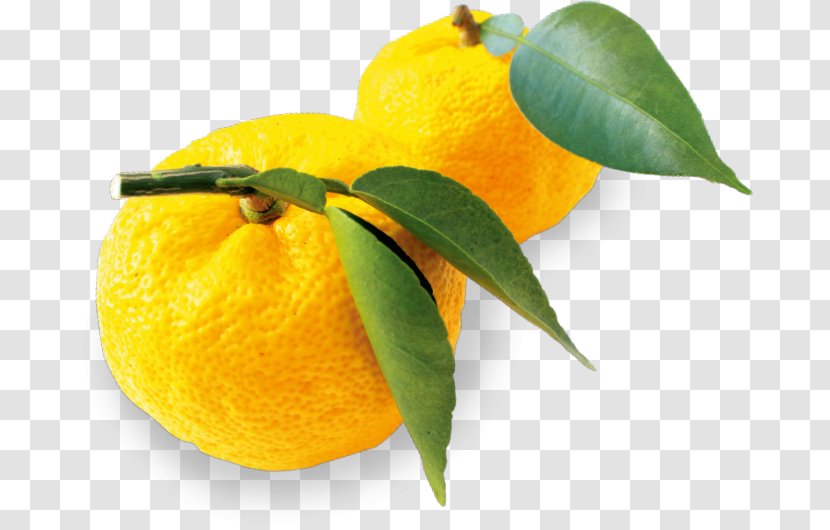 Clementine Lemon Mandarin Orange Citron Rangpur - Tangerine Transparent PNG