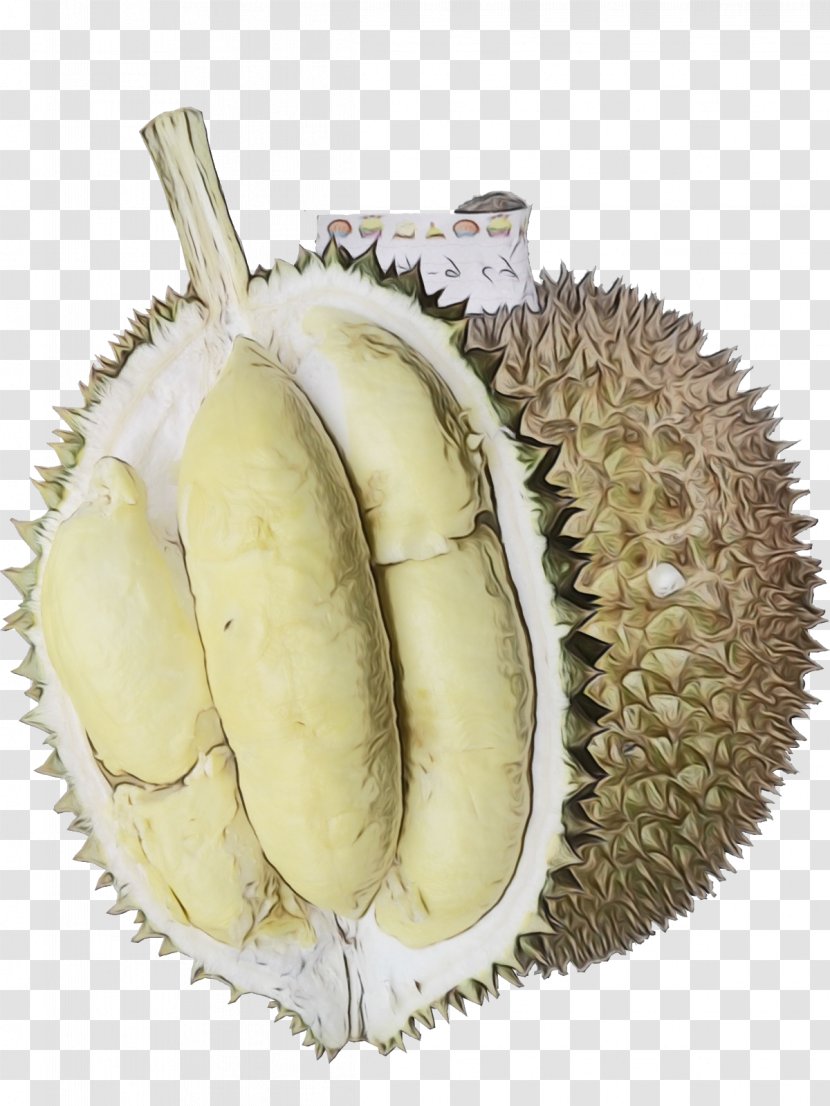 Durian Fruit - Soapberry Family Artocarpus Odoratissimus Transparent PNG