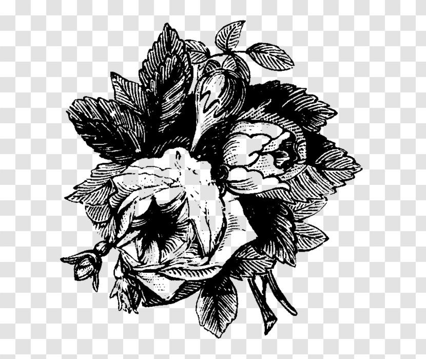 Black-and-white Flower Plant Drawing Sketch Transparent PNG