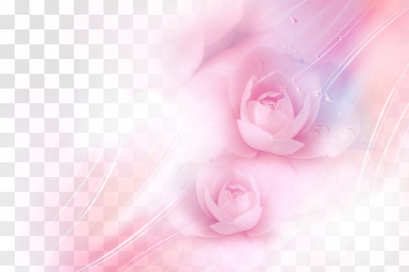 Garden Roses Pink Beach Rose Wallpaper - Peach Transparent PNG
