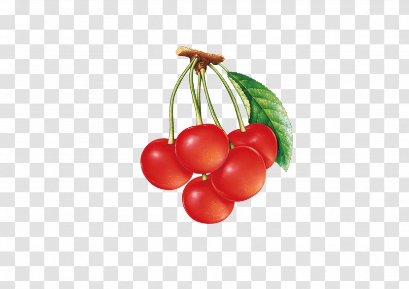 Cherry Cranberry - Plant Transparent PNG