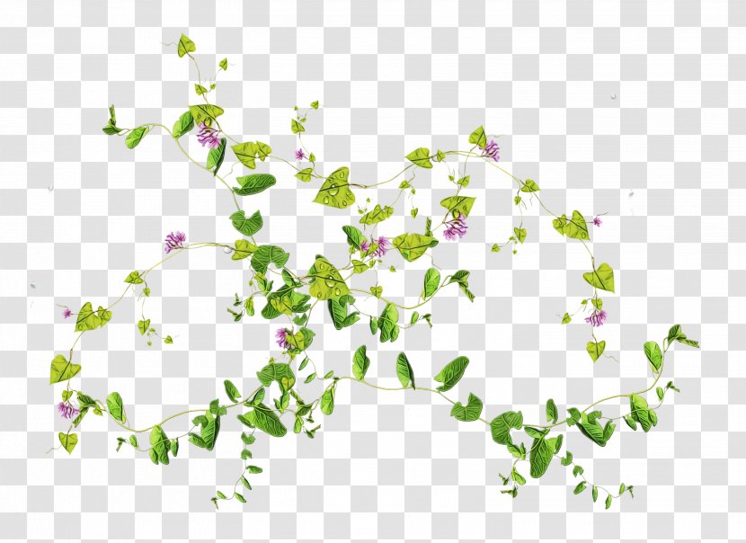 Leaf Plant Flower Pedicel Branch - Herbaceous Transparent PNG