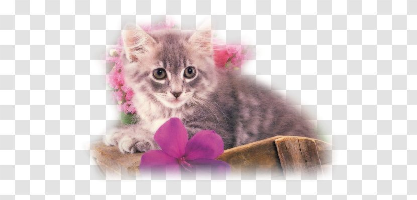 Kitten Whiskers American Curl Domestic Short-haired Cat - Wuxga Transparent PNG