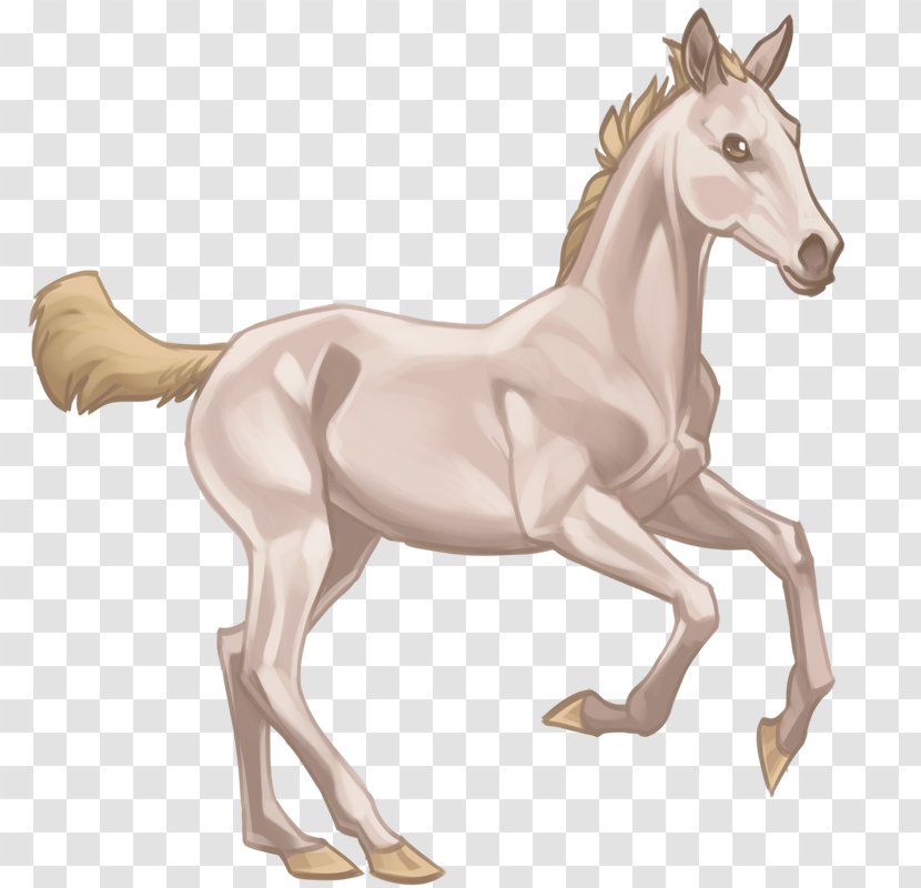 Foal Akhal-Teke Mare Colt Pony - Horse Supplies - Mustang Transparent PNG