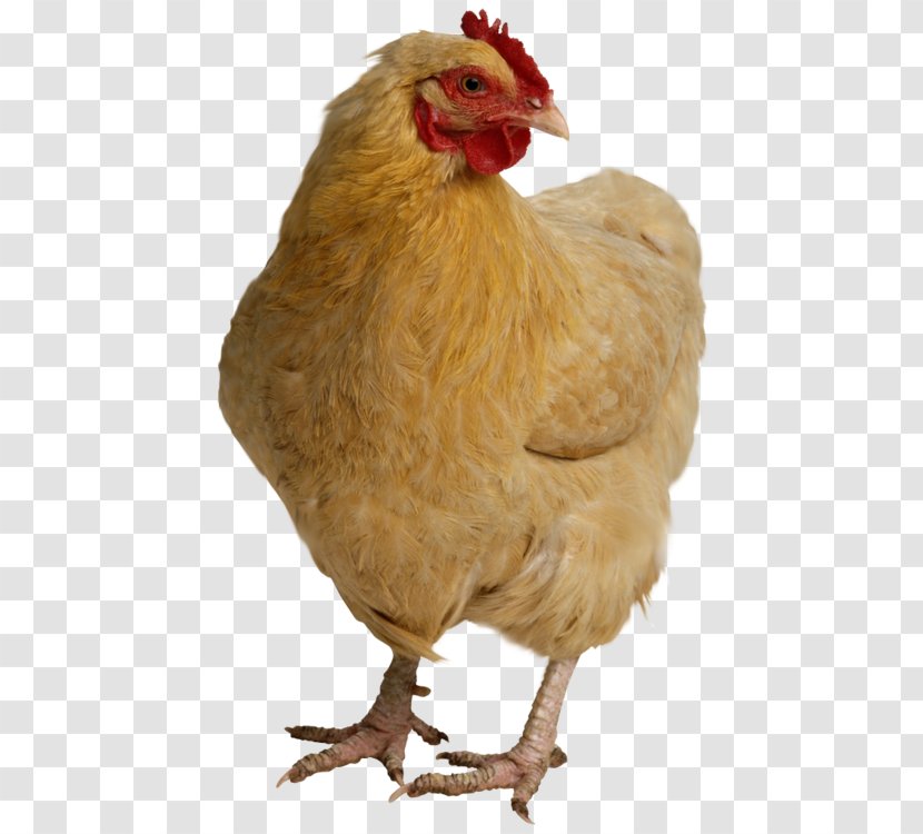 Chicken Meat - Livestock - Hen, Head Transparent PNG