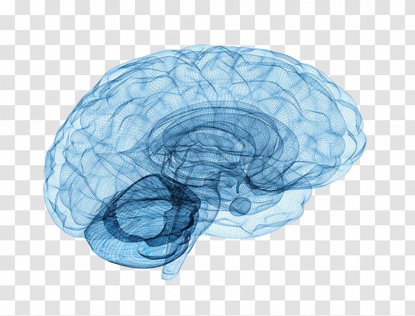Brain Tumor Neuroscience Neurology Spinal Cord - Tree - Cartoon Transparent PNG