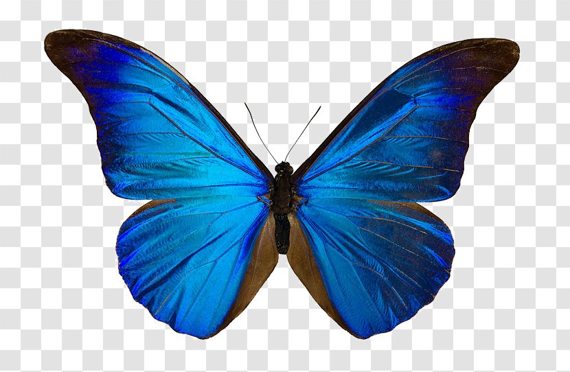 Butterfly Menelaus Blue Morpho Drawing Art Didius Transparent PNG