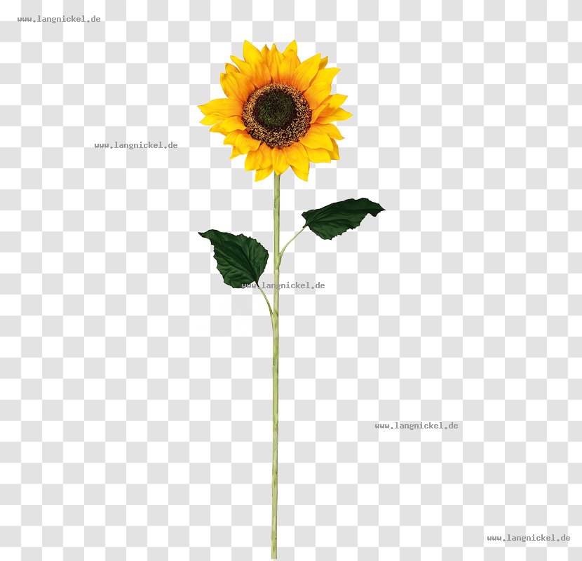 Common Sunflower Face Furniture Material Color - Daisy Family - Helianthus Transparent PNG