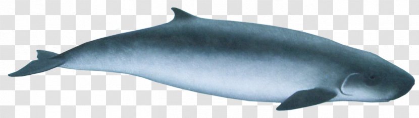 Common Bottlenose Dolphin Tucuxi Rough-toothed Short-beaked Wholphin - Tree - Cartoon Transparent PNG