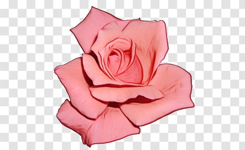 Garden Roses Transparent PNG