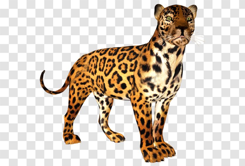 Leopard Cheetah Jaguar Ocelot Tiger - Fauna Transparent PNG