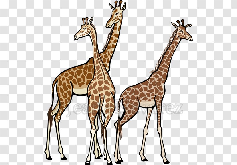 Northern Giraffe Stock Photography Royalty-free - Drawing - Vector Transparent PNG