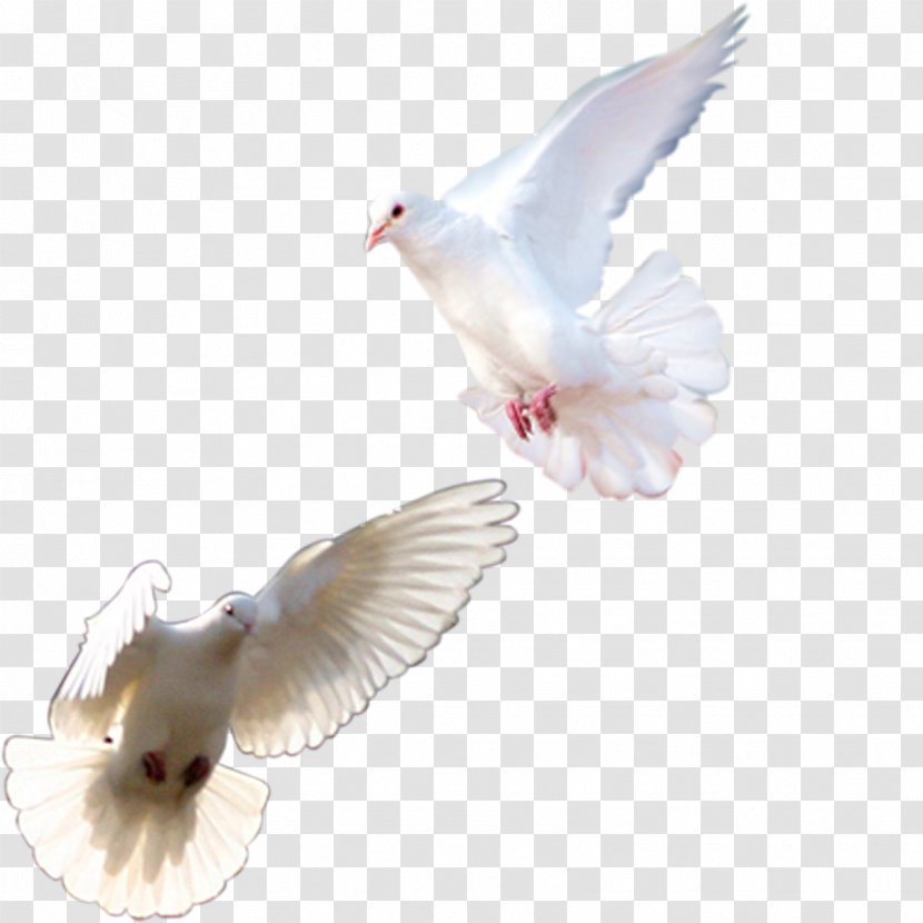 Rock Dove Homing Pigeon Columbidae Pink Bird - White Transparent PNG