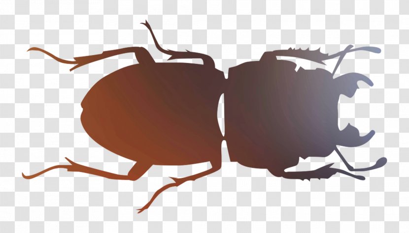 Insect Font Pest Membrane - Invertebrate - Beetle Transparent PNG