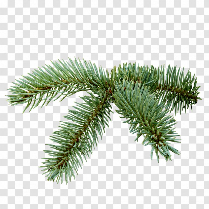 Spruce Christmas Tree Clip Art - New Year - Fir-tree Transparent PNG