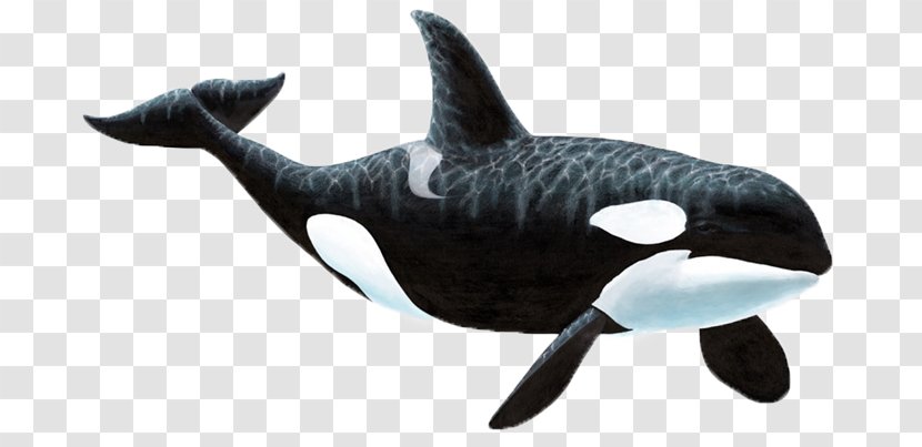 Wall Decal Sticker Killer Whale - Mural Transparent PNG