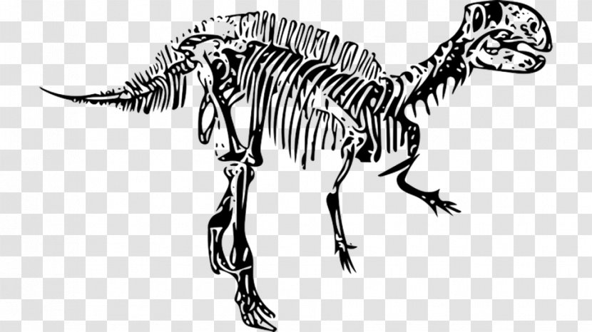 Fukui Tyrannosaurus Fossil Art Dinosaur Transparent PNG