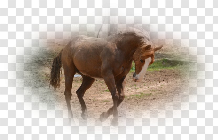 Mane Mustang Stallion Mare Pony - Snout Transparent PNG