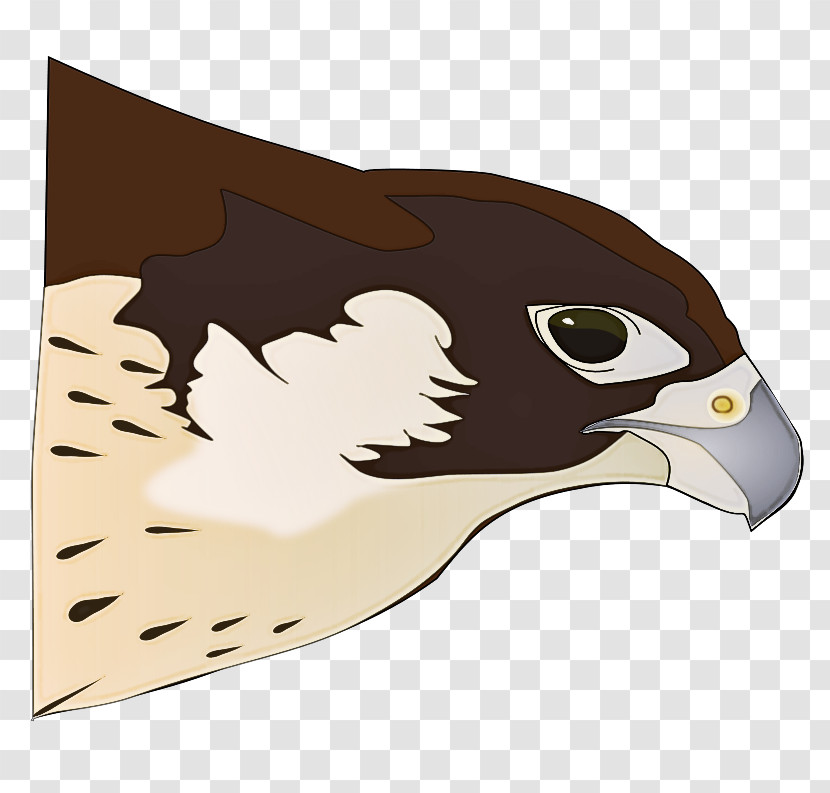 Bird Peregrine Falcon Eagle Hawk Bird Of Prey Transparent PNG