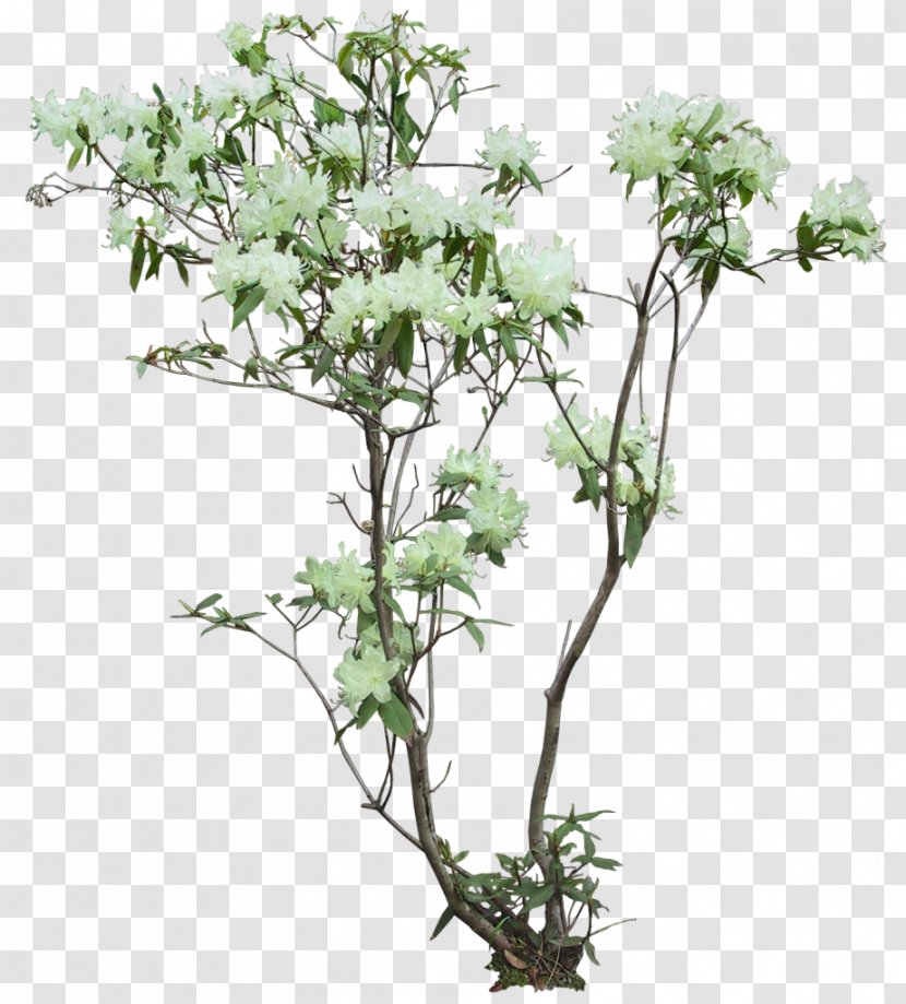 Flowerpot Arecaceae Tree Plant Fibre Cement - Flower - Shrubs Transparent PNG