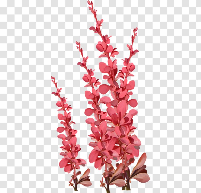 Cut Flowers Petal - Blossom - Flower Transparent PNG