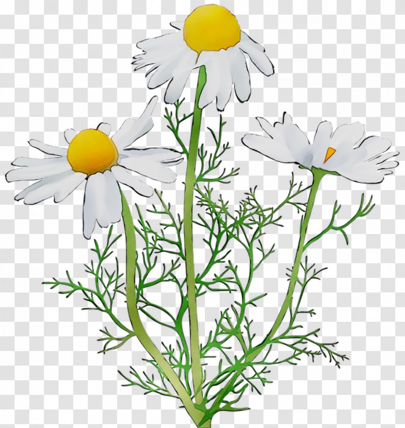 Oxeye Daisy Roman Chamomile Marguerite Garden Cosmos Cut Flowers - Petal Transparent PNG