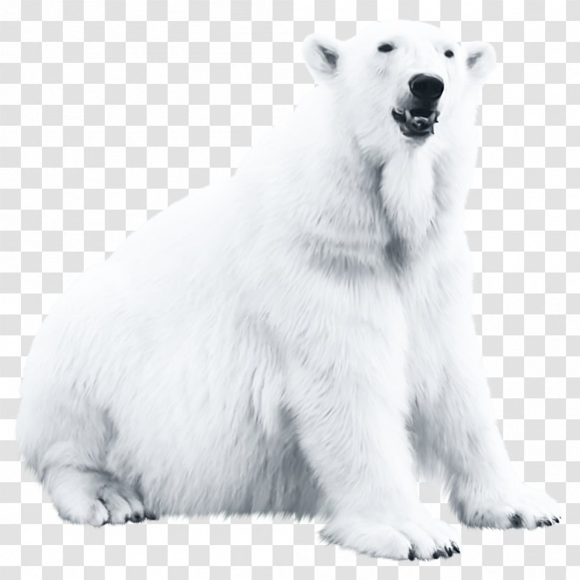 Polar Bear Blog - Wildlife - 200 Transparent PNG