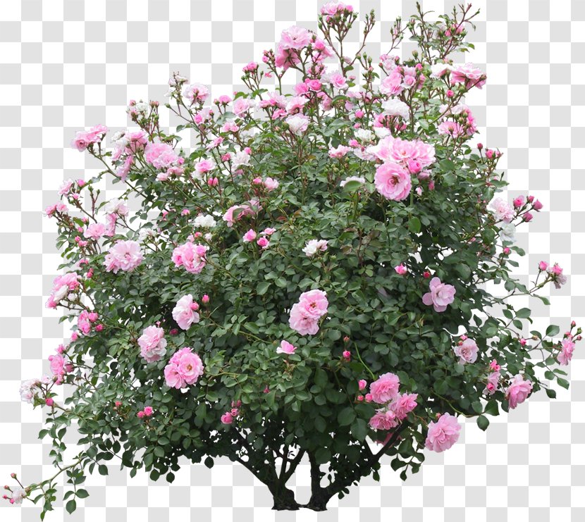 Shrub Tree - Subshrub Transparent PNG